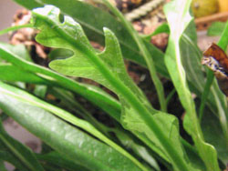 Аглаоморфа короновидная 'Shake leaf' (Aglaomorpha coronans)