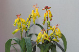 Lachenalia aloides