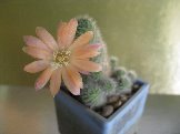 Rebutia grandiflora