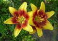 Asiatic Lily
 . 
-   - , , ,  .
 ,   . 
  100 
:  