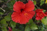 hibiscus-1738365_1280.jpg