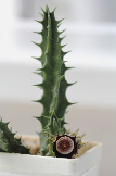 Huernia oculata