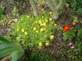 Dorotheantus(Delosperma)