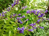 IMG_8409.JPG
