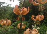 IMG_5868.JPG