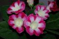 Gloxinia2-1