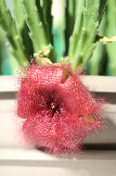 Stapelia grandiflora