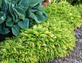 fast-growing-ground-cover-hosta-best-fastest-growing-ground-cover-267x207.jpg
