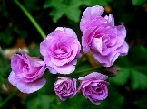 PAC Lilac Rose