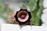 Huernia oculata