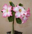 Adenium multiflorum