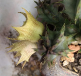 Huernia namaquensis hybrid