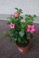 Adenium