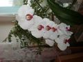 photo_97