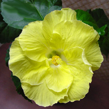 Гибискус 'Kinchens Yellow'