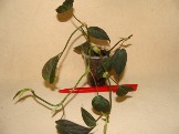 DSC09931.JPG