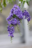 b08cae24ee3a08462de23fc539382eda--duranta-erecta.jpg