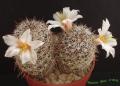 Mammillaria louisae