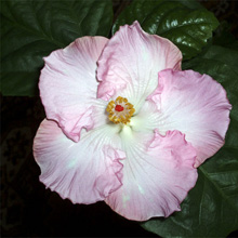   'Erika Nicole'