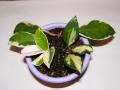 carnosa Krimson Queen  carnosa variegata Tricolor