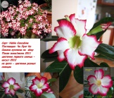 Adenium Noble Concubine