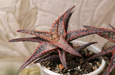 Aloe cv. 'Bright star'