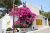    Bougainvillea spectabilis