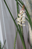 Lachenalia contaminata