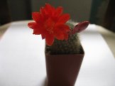 IMG_4154.JPG
