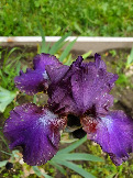 Iris Furioso (4)