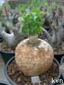 Pyrenacantha malvifolia2
