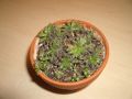 Sinocrassula yunnanensis 11.07