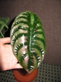 Alocasia cuprea