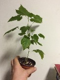 IMG_0409.JPG