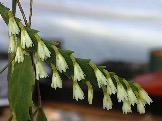 Lepismium-houlletianum-Snowdrop-Cactus1