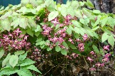   (Epimedium x rubrum)