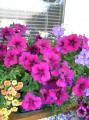Фото Vita.
Очень красивые, крупные, бархатные цветы
Сорт для любителей грандифлоры( крупноцветковой) петунии.