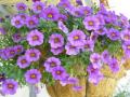 Calibrachoa Million Bells blue
