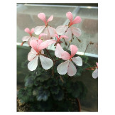 pelargonium-miniatur-steffens-blackie