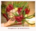 Stapelia-grandiflora3