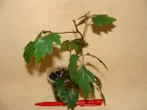 DSC00346.JPG