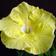 Гибискус 'Kinchens Yellow'