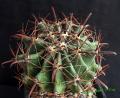 Ferocactus sp 1