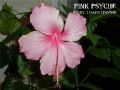Pink Psyche