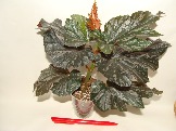 DSC01789.JPG
