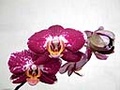 Phalaenopsis ever spring pioneer `Champion`