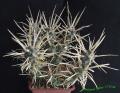 Tephrocactus articulata cv. papyracantha