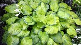 hosta-guakamole-guacamole