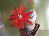 Rebutia