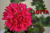 Pelargonium-Stellar-Lotta-Lundberg4